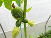 Diplocyclos palmatus à gros fruits; fruits