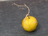 Citrullus colocynthis (coloquinte vraie); fruits