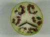 Citrullus colocynthis (coloquinte vraie); coupes