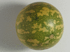 Citrullus colocynthis (coloquinte vraie); fruits