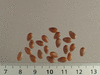 Citrullus colocynthis (coloquinte vraie); graines