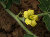 Citrullus colocynthis (coloquinte vraie); fleurs-F