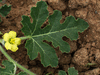 Citrullus colocynthis (coloquinte vraie); feuilles