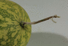 Citrullus colocynthis (coloquinte vraie); pedoncules