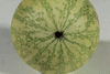 Citrullus colocynthis (coloquinte vraie); ombilics