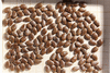 Citrullus colocynthis (coloquinte vraie); graines