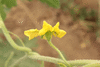 Citrullus colocynthis (coloquinte vraie); fleurs-M