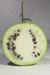 Citrullus colocynthis (coloquinte vraie); coupes