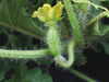 Citrulus  lanatus Ali Baba; fleurs-F