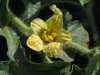 Citrulus lanatus Ali Baba; fleurs-M
