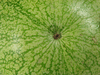 Citrulus lanatus Ali Baba; ombilics