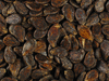 Citrulus lanatus Ali Baba; graines