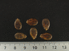 Citrulus lanatus Ali Baba; graines