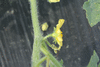 Citrulus  lanatus Lune et toiles Van Doren strain; fleurs-M
