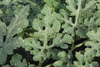 Citrulus  lanatus Lune et toiles Van Doren strain; feuilles