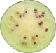 Citrullus lanatus Pastèque à confire de Vendée; coupes