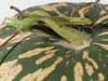 Citrullus lanatus Pastèque à confire de Vendée; pedoncules