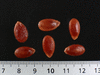 Citrullus lanatus Pastèque à confire de Vendée; graines