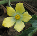 Citrullus lanatus Pastèque à confire à graines vertes; fleurs-M