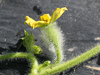 Citrullus lanatus Pastque  confire  graines vertes; fleurs-F