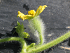 Citrullus lanatus Pastèque à confire à graines vertes; fleurs-F