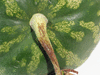Citrullus lanatus Pastèque à confire à graines vertes; pedoncules