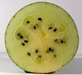 Citrullus lanatus Pastèque à confire à graines vertes; coupes