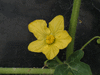 Citrullus lanatus Navajo winter; fleurs-M