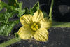 Citrullus lanatus Lune et toiles  chair jaune; fleurs-F