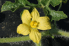 Citrullus lanatus Lune et toiles  chair jaune; fleurs-M