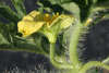 Citrullus lanatus Lune et toiles  chair jaune; fleurs-M