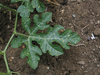 Citrullus lanatus Montain sweet yellow; feuilles