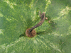 Citrullus lanatus Montain sweet yellow; pedoncules