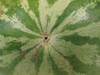 Citrullus lanatus Montain sweet yellow; ombilics