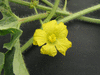 Citrullus lanatus Lune Etoiles Long Milky Way; fleurs-M