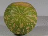 Citrullus lanatus Pastèque sauvage; ombilics