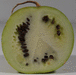 Citrullus lanatus Pastèque sauvage; coupes