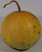 Citrullus lanatus Pastèque sauvage; fruits