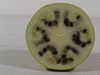 Citrullus lanatus Pastque sauvage; coupes