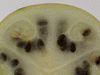 Citrullus lanatus Pastèque sauvage; coupes