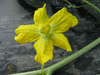 Citrullus lanatus Pastque sauvage; fleurs-M