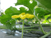 Citrullus lanatus Pastèque sauvage; fleurs-M