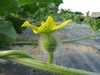 Citrullus lanatus Pastque sauvage; fleurs-F