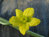 Citrullus lanatus Pastèque sauvage; fleurs-F