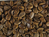 Citrullus lanatus Pastèque sauvage; graines