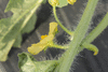 Citrullus lanatus Cris cross; fleurs-M