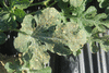 Citrullus lanatus D'Egypte; feuilles